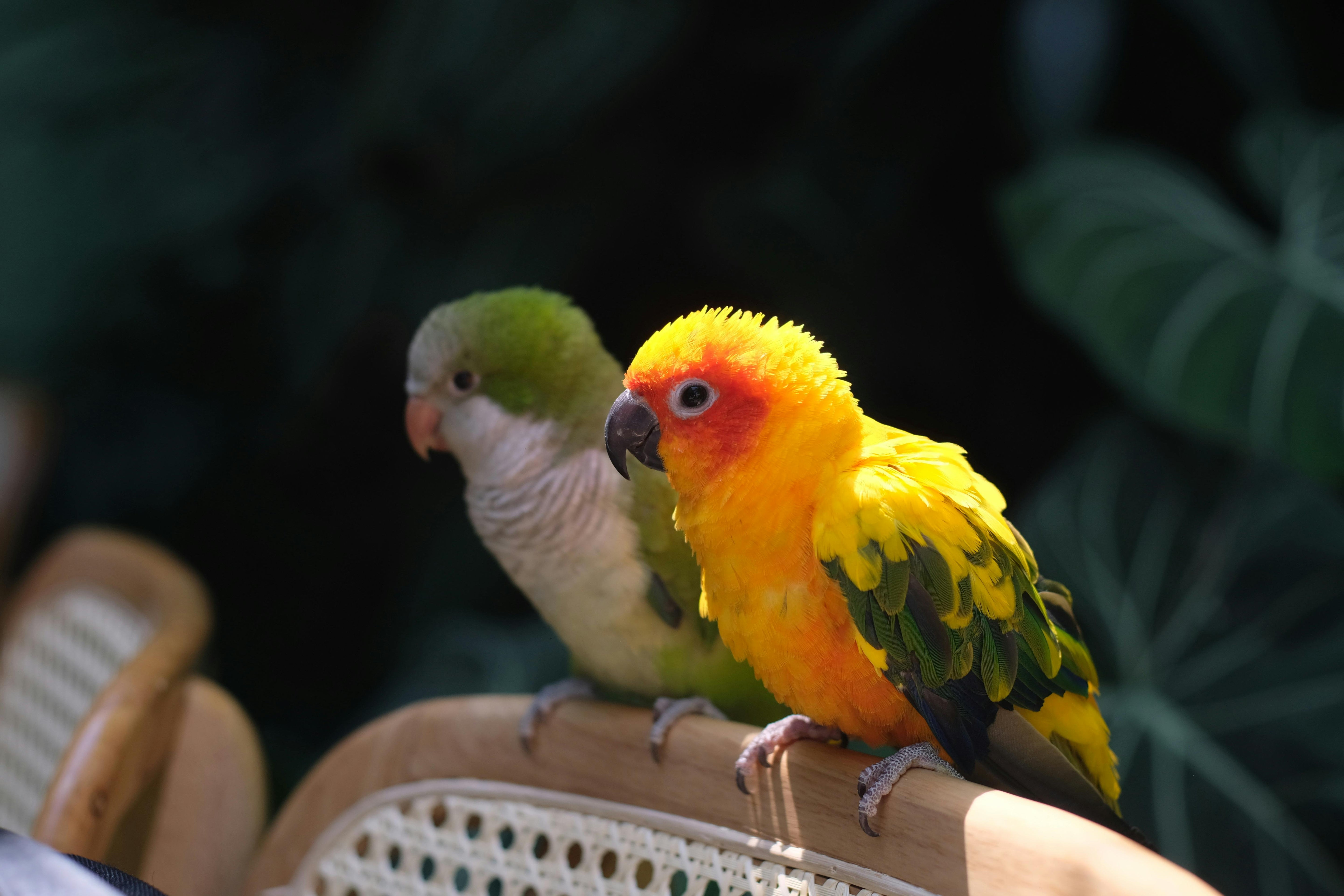 Curated Pet Picks